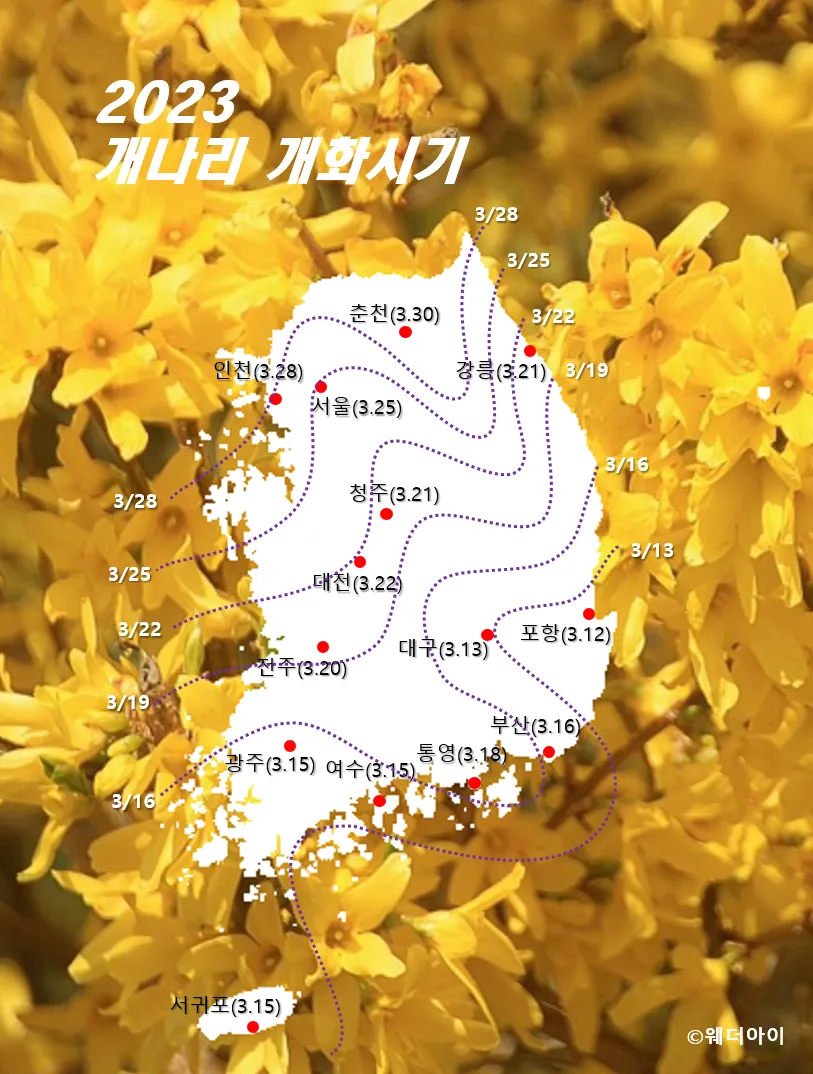 개나리 개화시기 2025 서울 경기 강원 전남 경북 제주_5