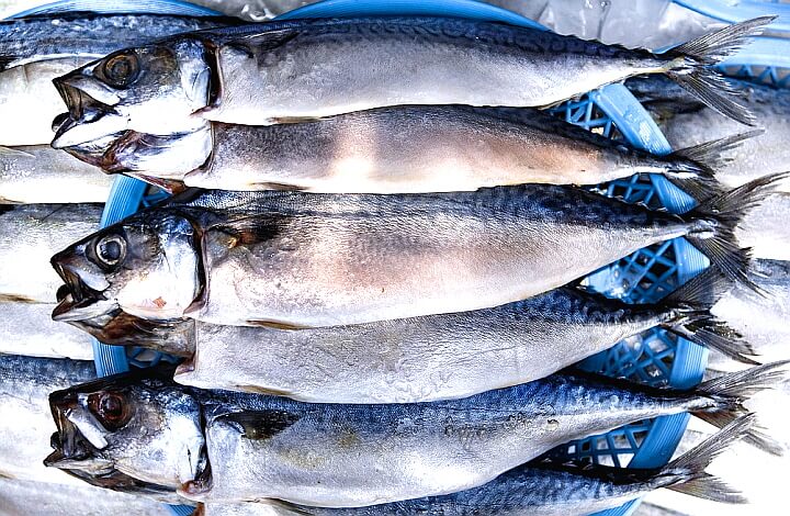  고등어(chub mackerel) 낚시에 대해서 알아볼까요?