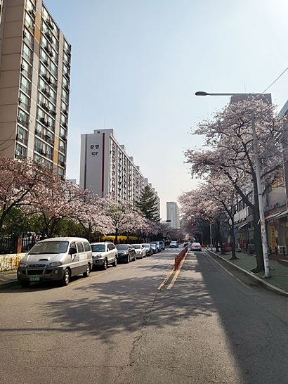 인천대공원 벚꽃축제 주차장 꿀팁