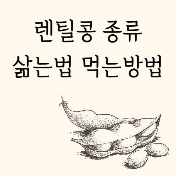 렌틸콩 종류 삶는법 먹는방법