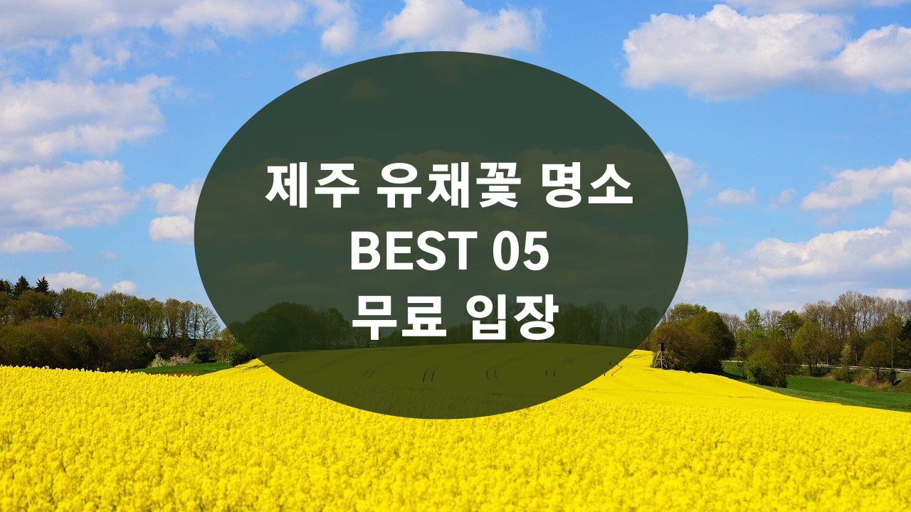 제주 유채꽃 명소 BEST 05 무료 입장 버스투어 추천