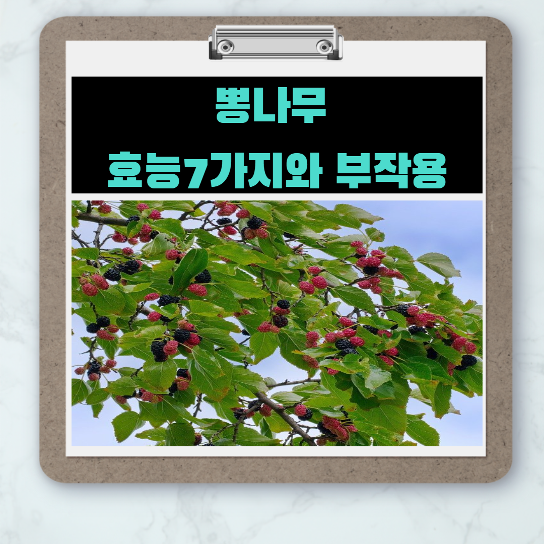  무엇하나 버릴게 없는 나무 - 뽕나무 효능7가지와 부작용