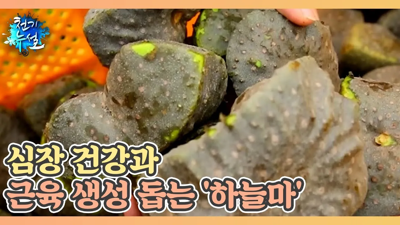 하늘마 가격 보관방법 요리법_9