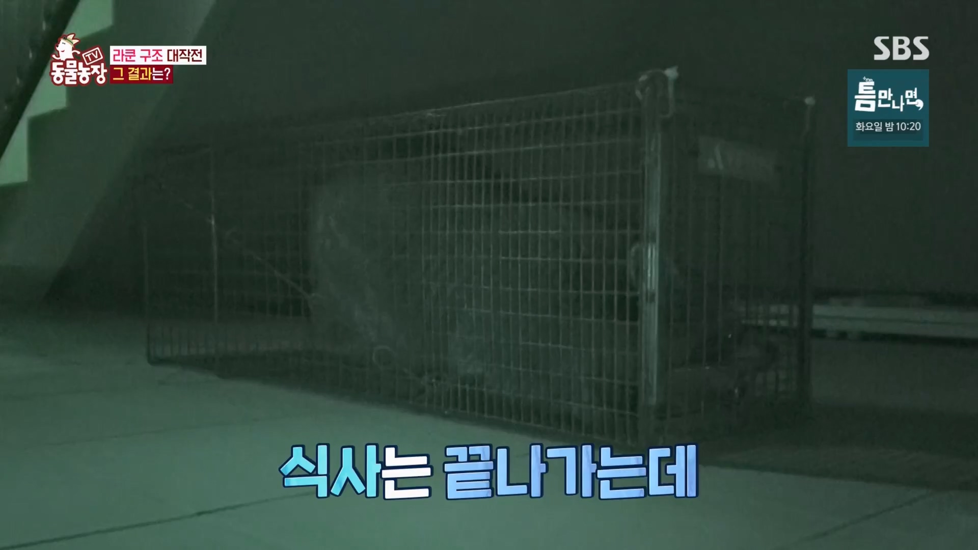 TV 동물농장.E1170.240505p.H264-F1RST.mp4_20240505_153802.653.jpg