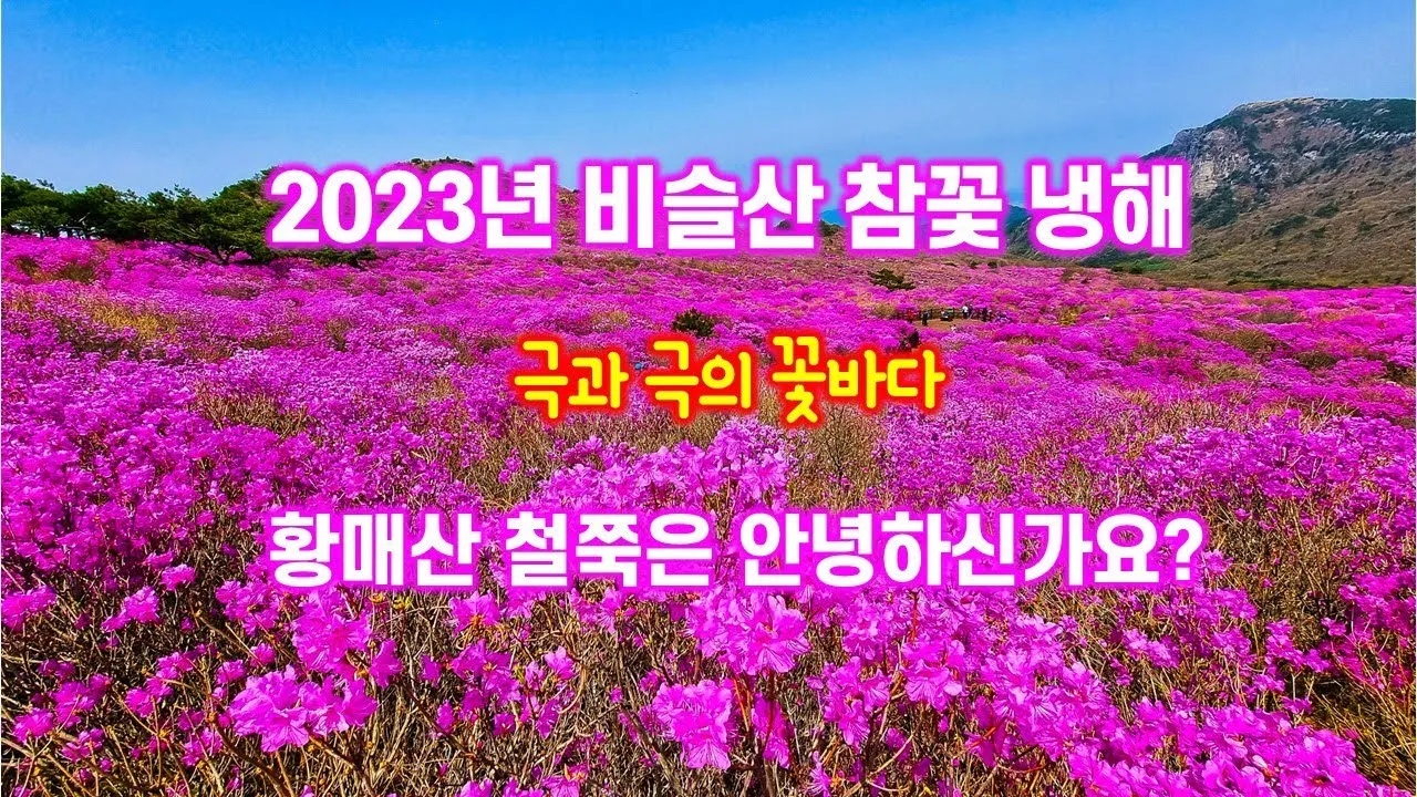비슬산 참꽃축제 등산코스 맛집_4