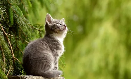 길고양이 중성화 사업의 필요성1