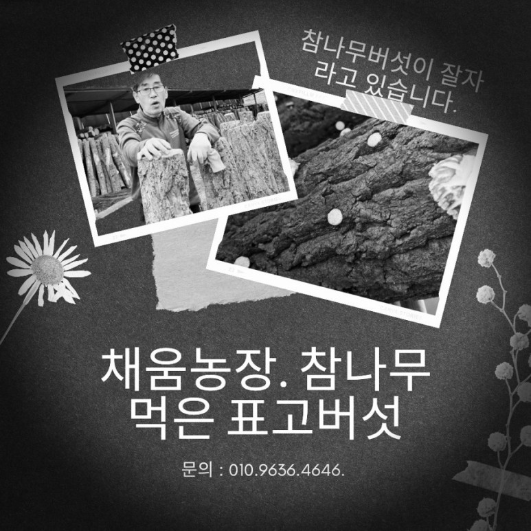 표고버섯 판매 버섯 제철입니다. 표고버섯 참나무 5