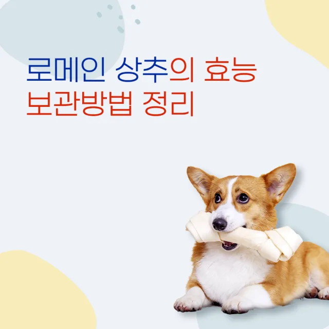  로메인 상추의 효능, 보관방법 정리