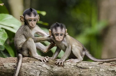 나무위-2마리-아기원숭이