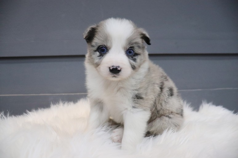 보더 콜리도산 귀엽잖아, 블루마루 4