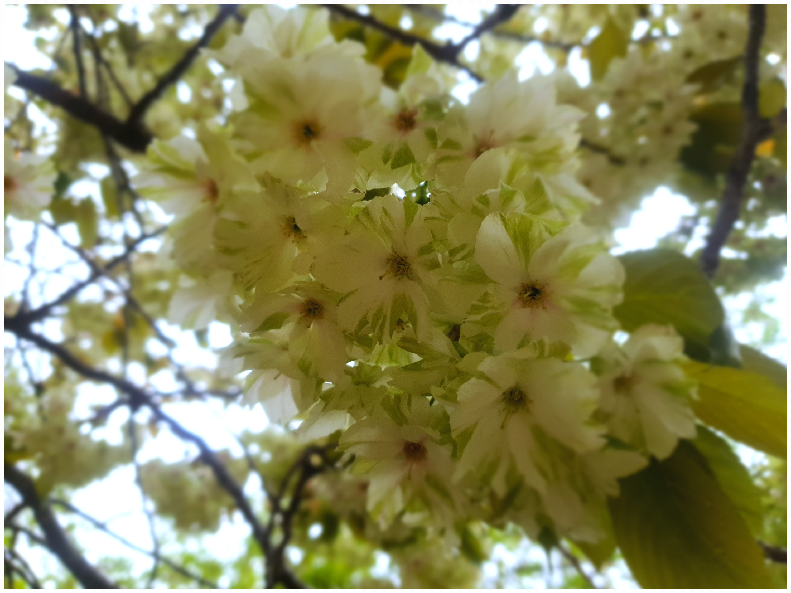 개심사 청벚꽃 겹벚꽃 왕벚꽃