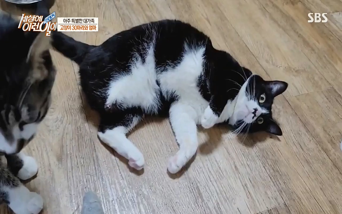 순간포착 세상에 이런일이.E1173.220330p-NEXT.mp4_20220330_174802.435.jpg