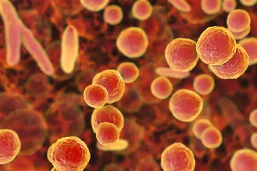 마이코플라즈마 폐렴균(Mycoplasma pneumoniae)