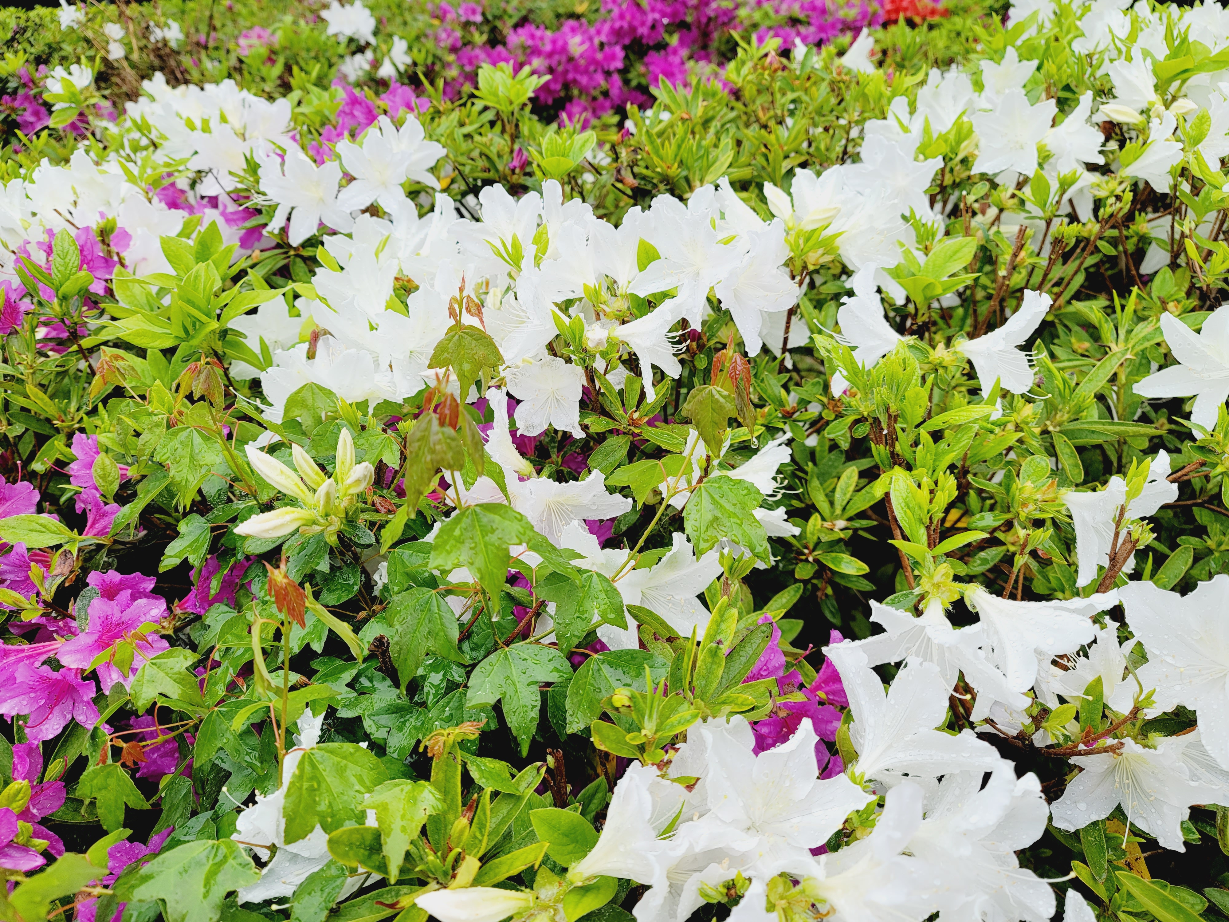 산철쭉 화단접대 61