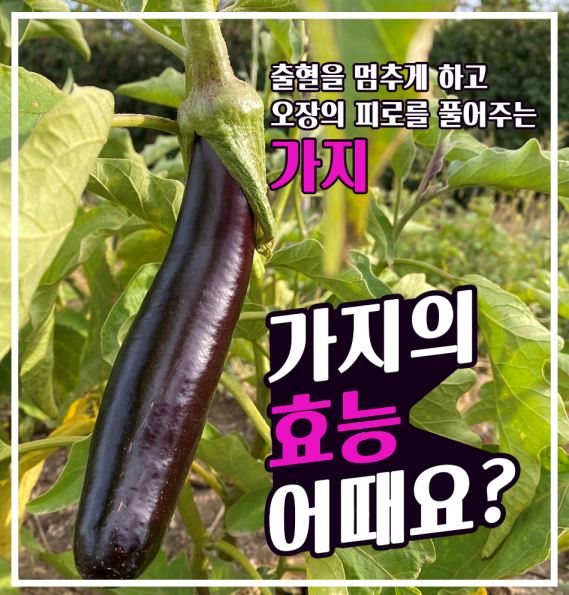  [약초건강]가지의 효능은? 가지는 출혈을 멈추게 하고, 오장의 피로를 풀어줘요! 가지의 효능과 가지의 부작용은?