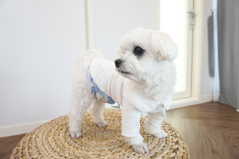 옷 쇼핑몰 강아지옷 쇼핑몰예쁜