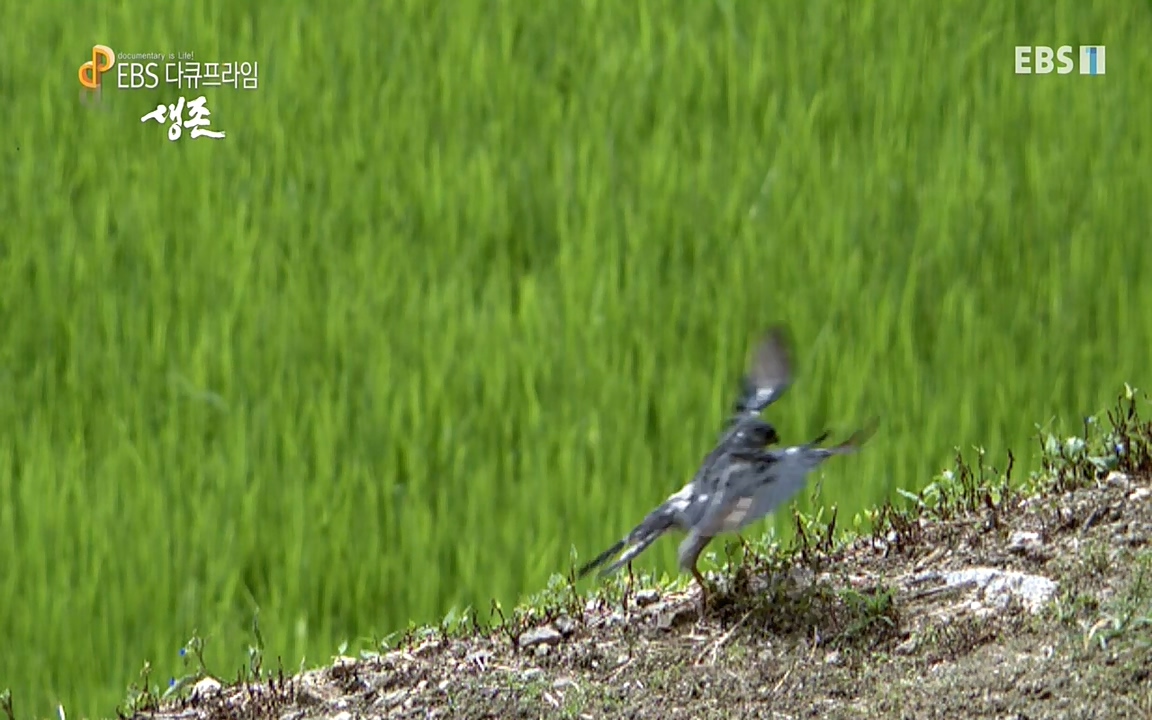 생존 3부_ EBS 다큐프라임_ 220629.avi_20220701_205916.408.jpg