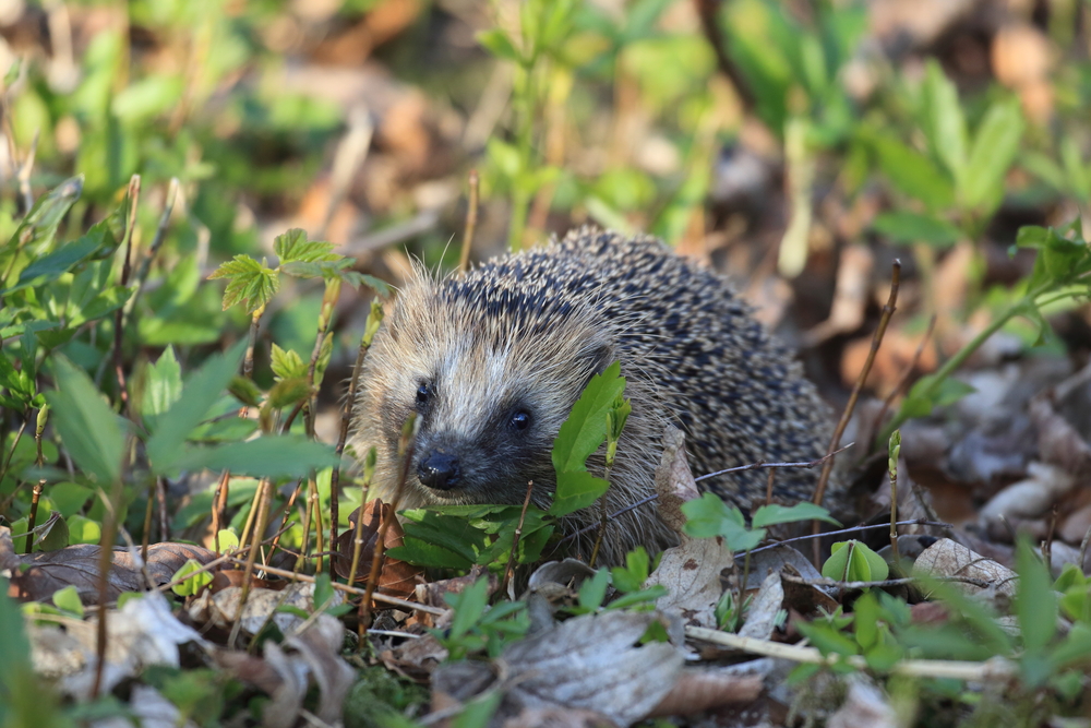 Hedgehog Dilemma