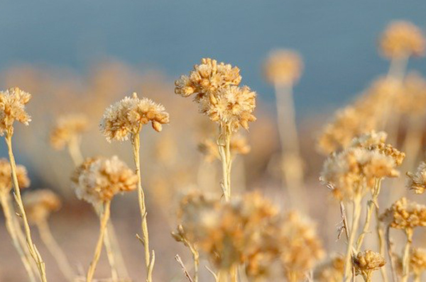  헬리크리섬 오일(Helichrysum Oil)과 함께하는 고양이 아로마 테라피