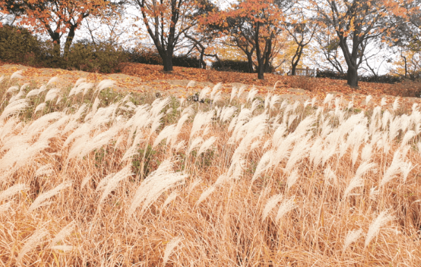 안양천 산책로