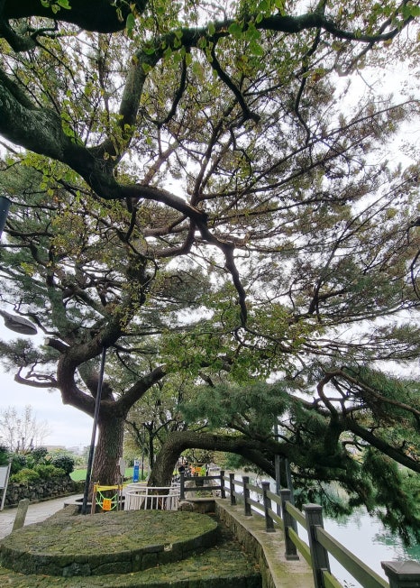 제주 월대천 보호수