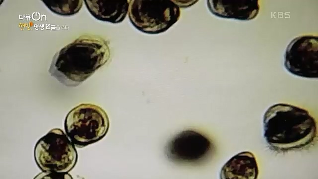 [190회] 다큐온 - KBS지역의 부활 1부 - 햇빛, 평생 연금을 주다] 지방 소멸이 가속화되고 있는 지금 한 지자체에서 실시.ts_20230328_203931.709.jpg