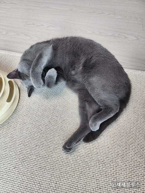 놀아달라는-고양이