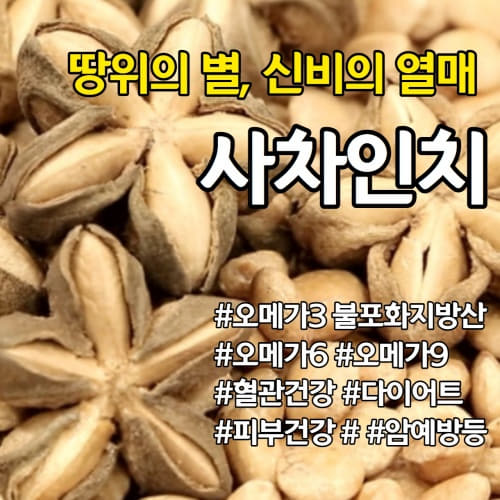  오메가3 오메가6 오메가9 가득!! 신비의 열매 사차인치 효능 부작용 섭취시 주의사항 사차인치 먹는방법