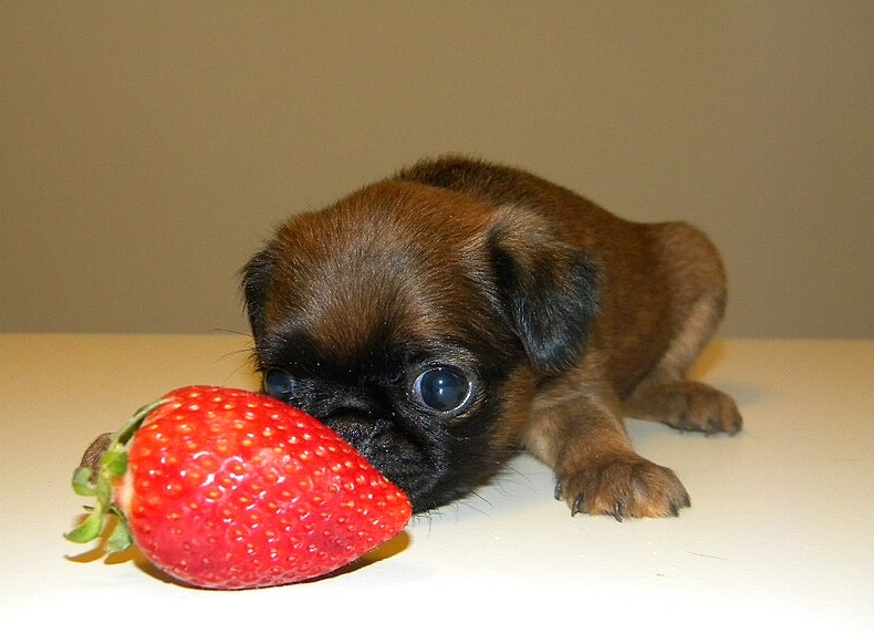 강아지와 딸기: 함께 먹어도 되는지 알아보기