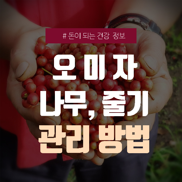  오미자 나무, 줄기 관리 방법