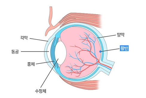 눈의 구조 - 각막&#44;동공&#44;홍체&#44;수정체&#44;망막&#44;황반