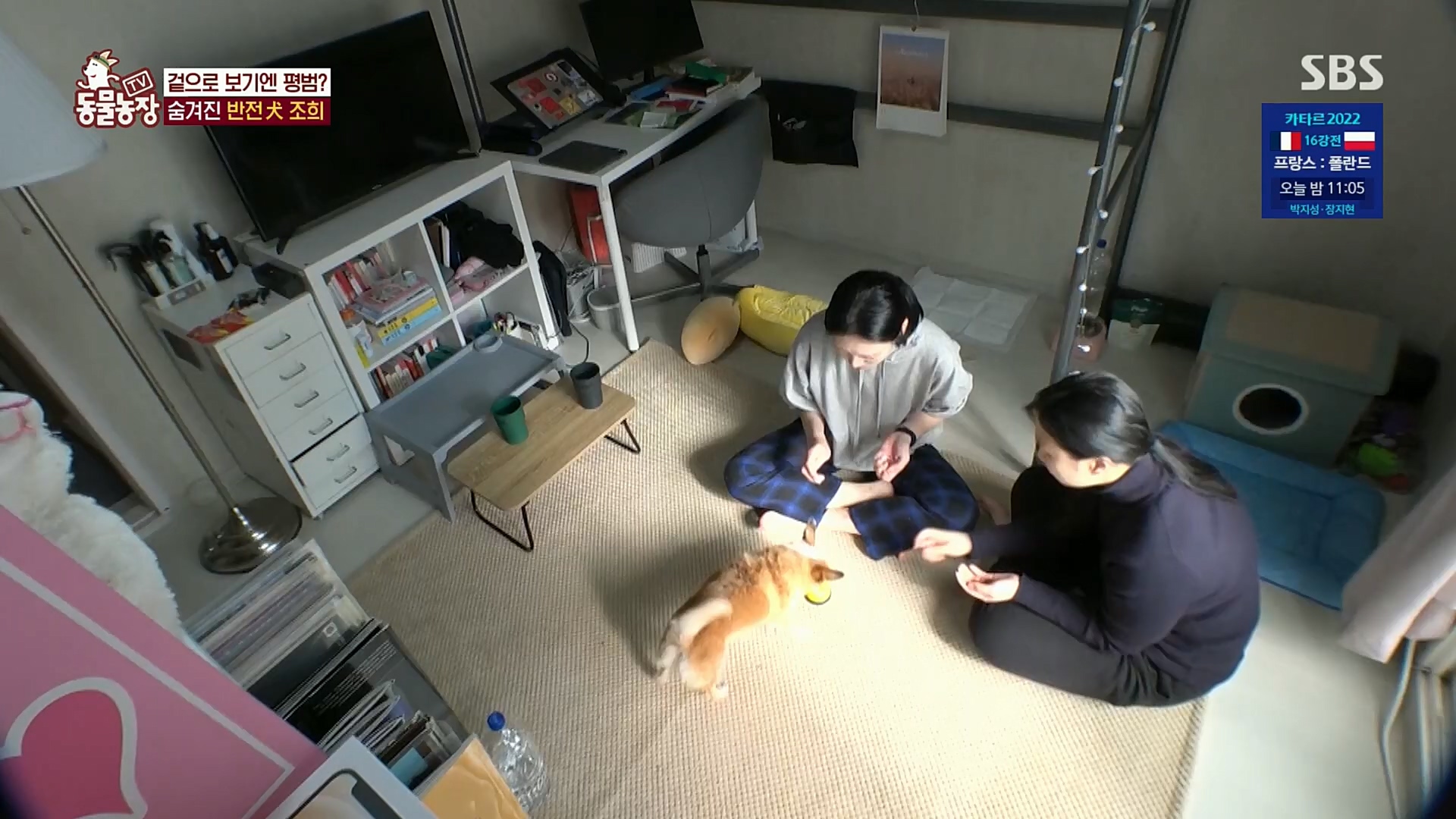 TV 동물농장.E1098.221204p.H264-F1RST.mp4_20221204_175406.900.jpg