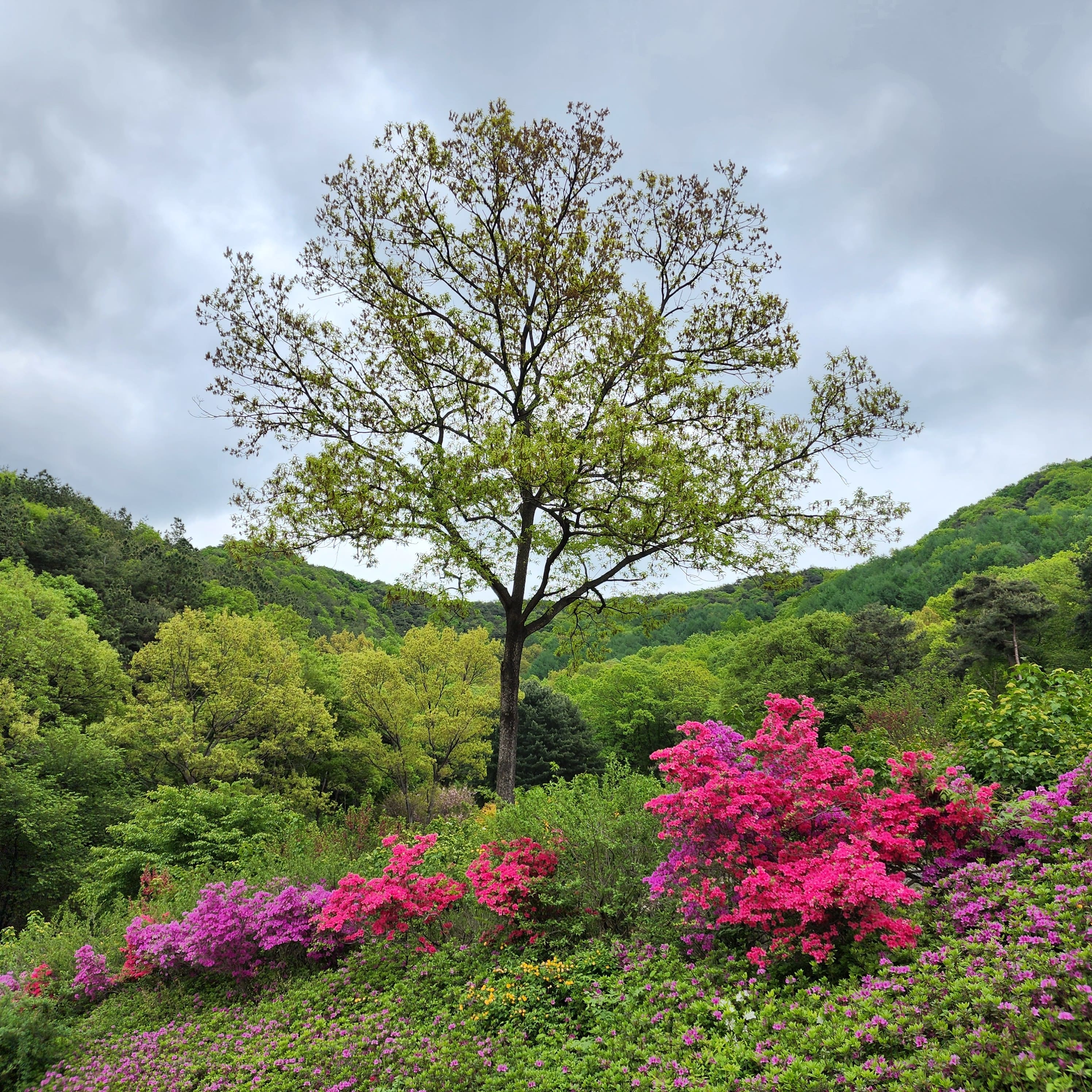 화산꽃동산 나무
