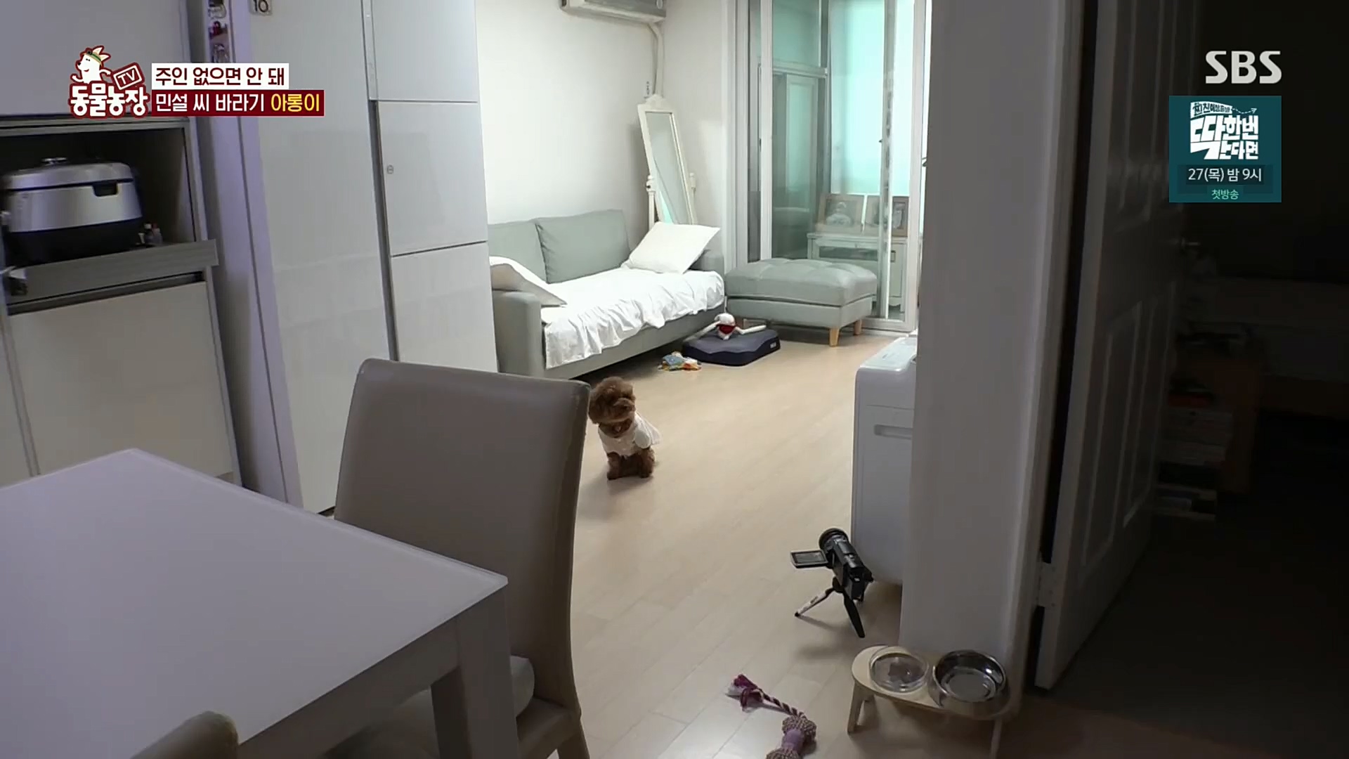 TV 동물농장.E1092.221023p.H264-F1RST.mp4_20221023_182748.182.jpg
