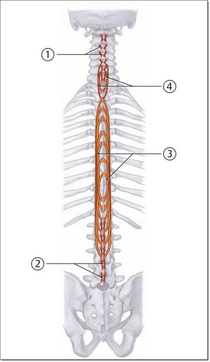척추기립근 중에서 가시근을 보여주는 그림