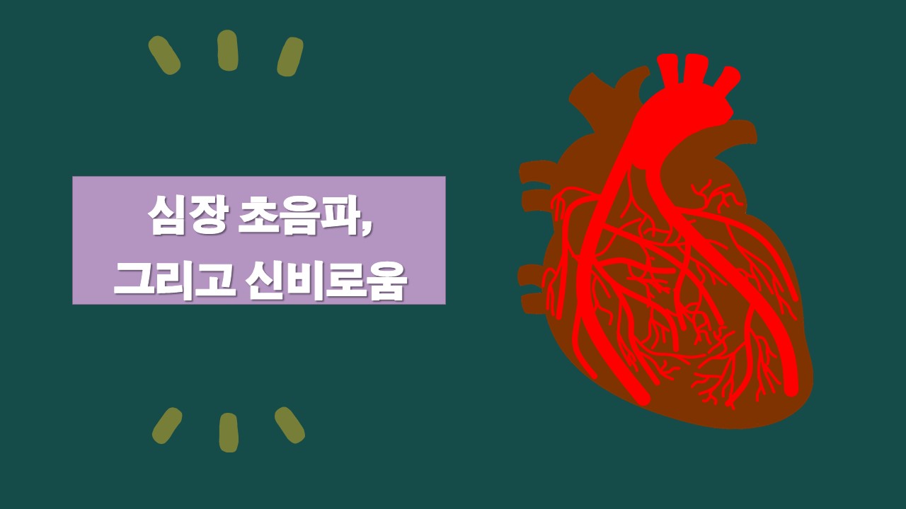 심장 초음파, 그리고 신비로움