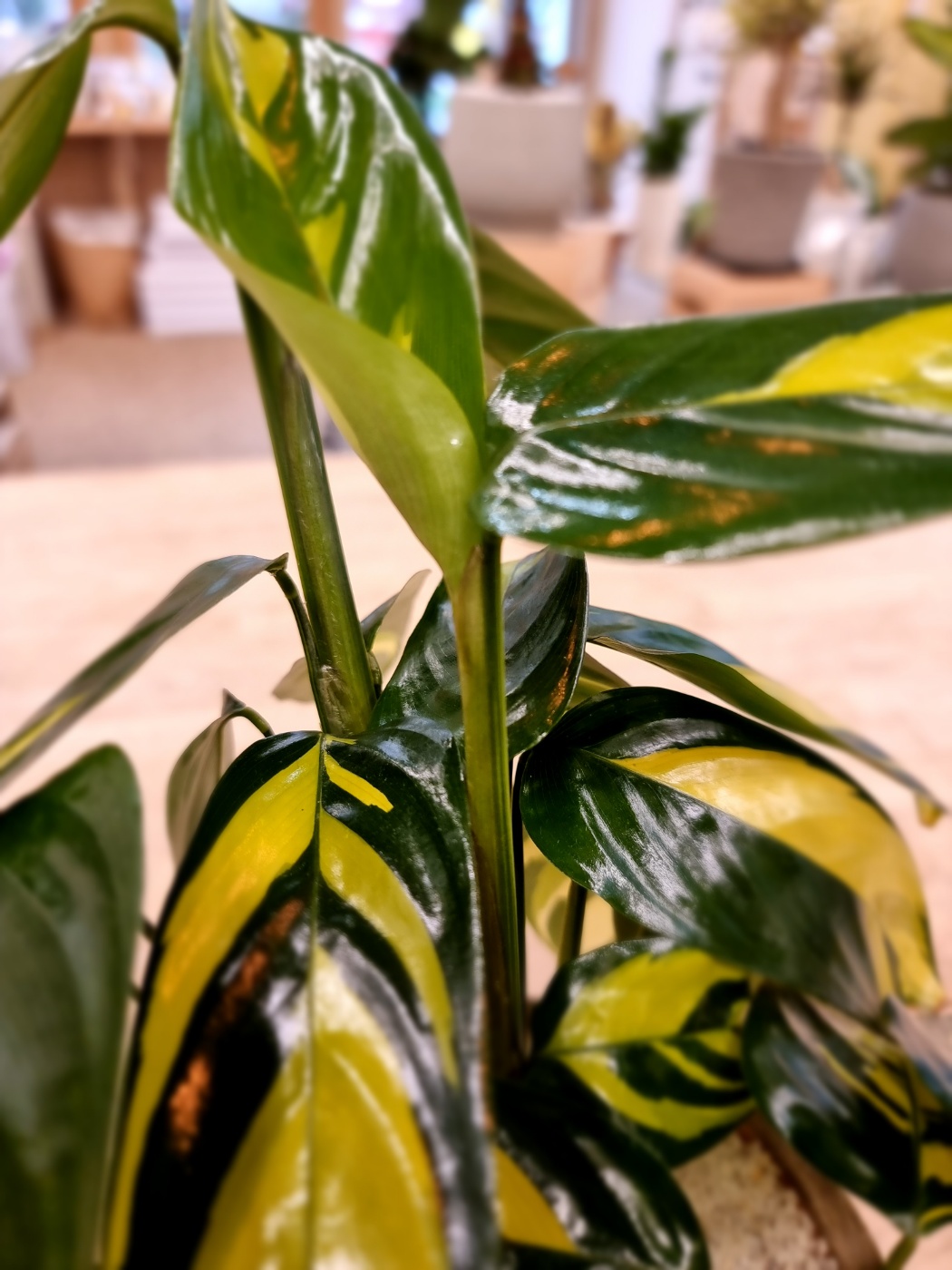 Calathea lubbersiana