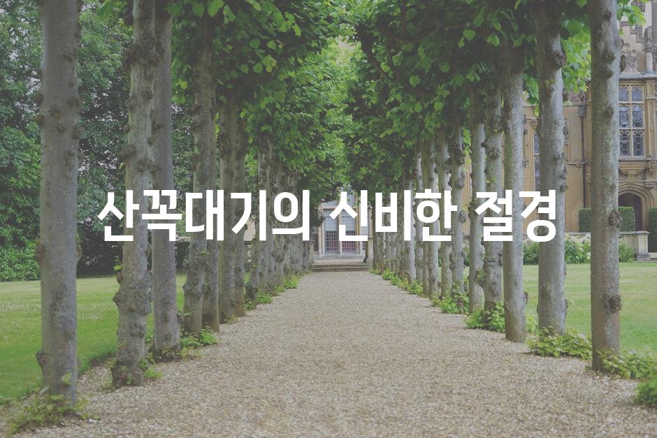 산꼭대기의 신비한 절경