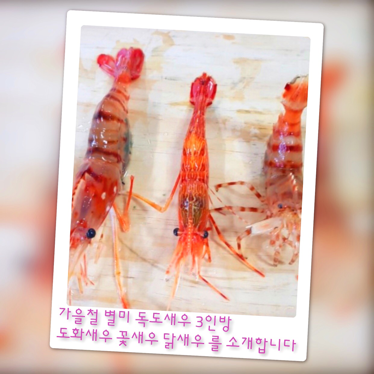  가을철 별미 독도새우 3인방 도화새우 꽃새우 닭새우 를 소개합니다