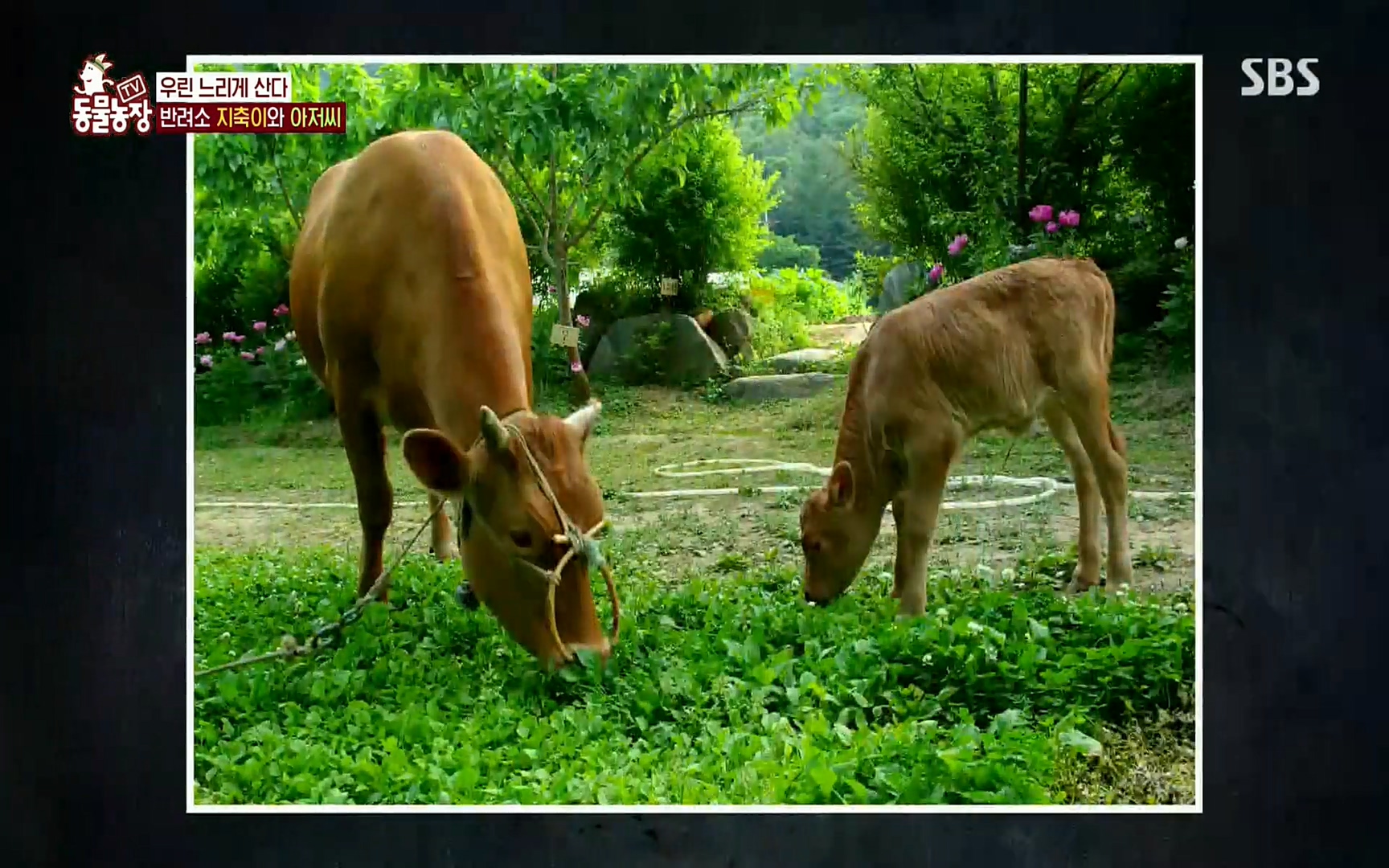 TV 동물농장.E1074.220619p.H264-F1RST.mp4_20220619_181131.182.jpg