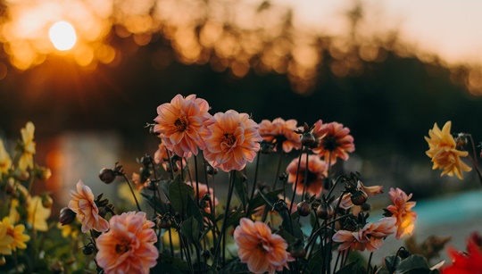  원예기능사 시험 정보 알아보기