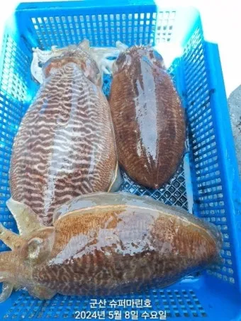 갑오징어 손질법 제철 맛있게 먹는 방법_16
