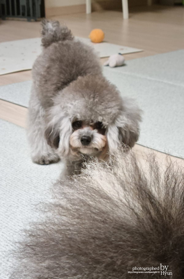 ::모델이 되어도 좋아! 실버푸들 마리 미용 19