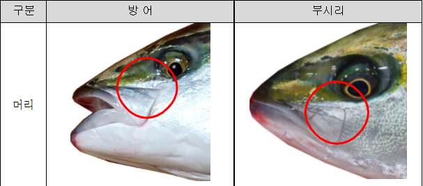  정말 쉬운 겨울철 방어/부시리 구별법