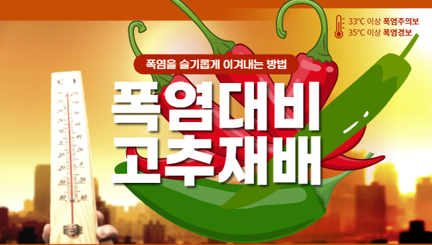  [경매사의 알쓸신잡] 한 여름 속에서 고추를 잘 키우는 방법