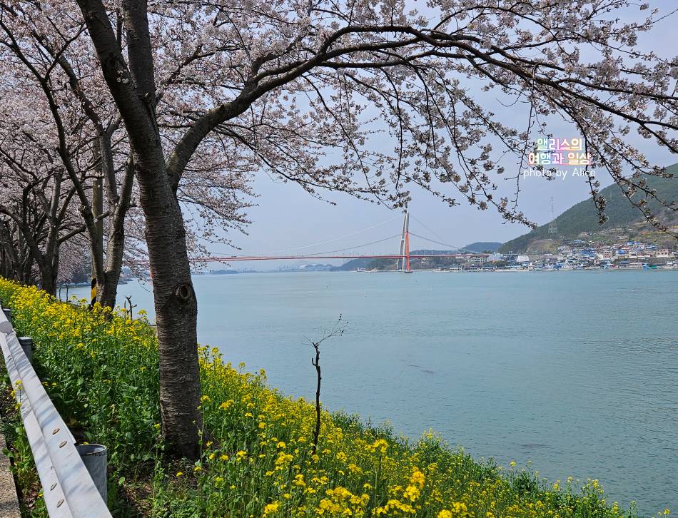 남해 봄여행 왕지벚꽃길 벚꽃 명소 가볼만한곳 벚꽃후기