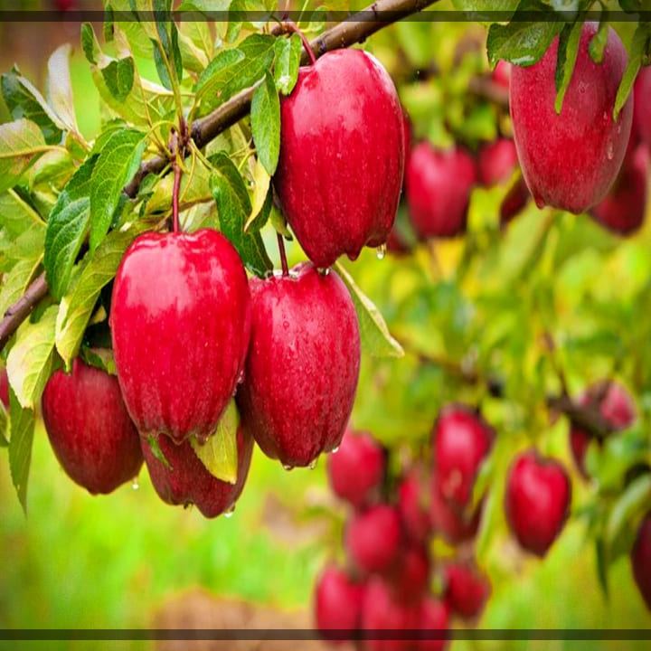 아누카-사과-열매