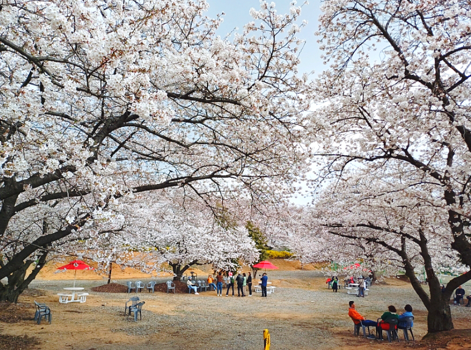 SK인천석유화학 벚꽃동산1