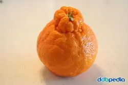 한라봉
