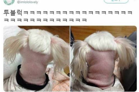 갱얼쥐 투블럭함